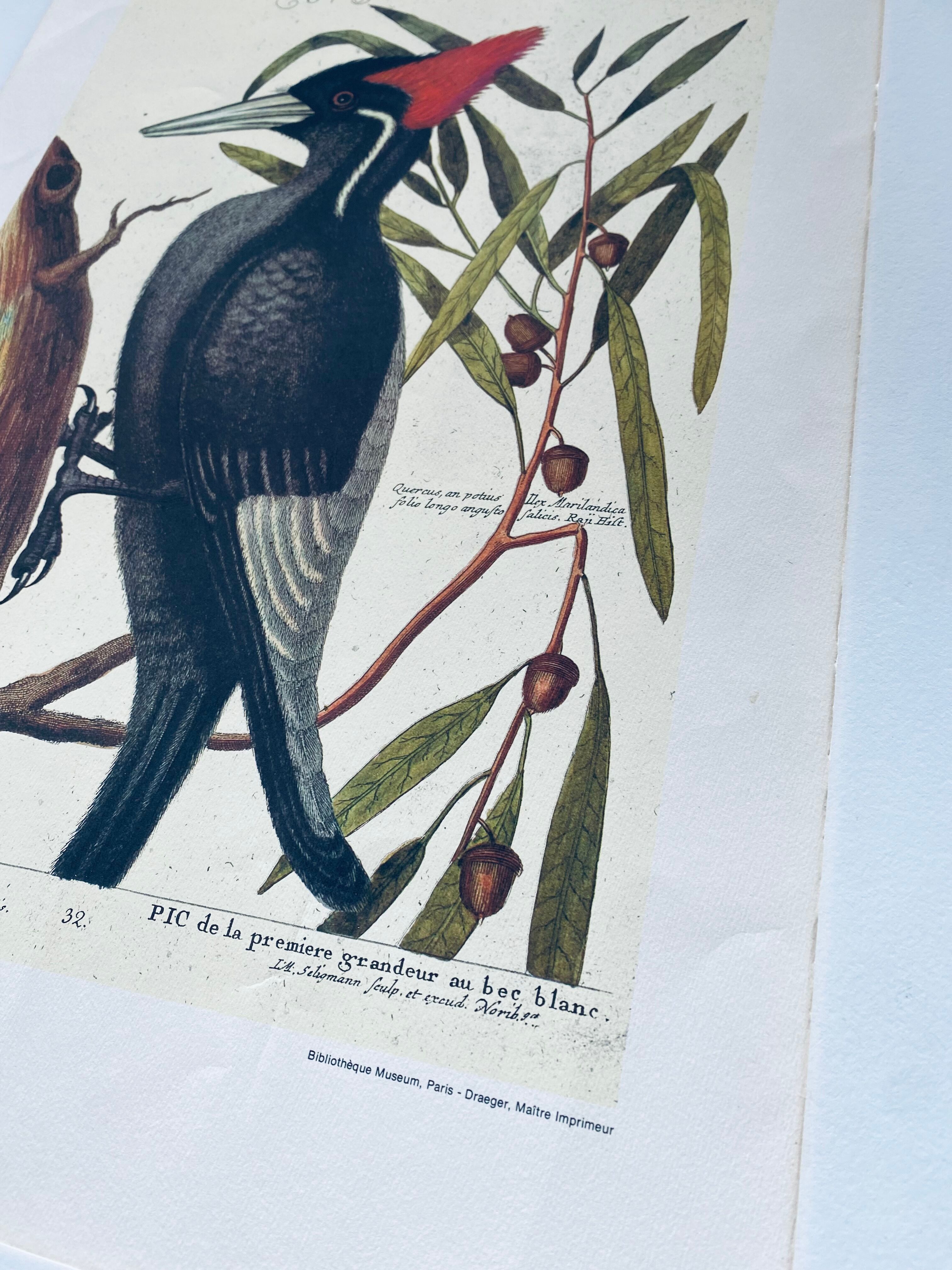 Ancient ornithological engraving, green peak