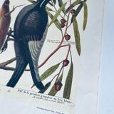 Gravure ornithologique ancienne, pic vert