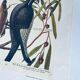 Ancient ornithological engraving, green peak