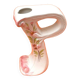 Soliflore vase alphabet letter p ceramic with floral decoration