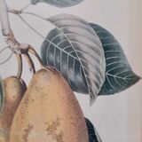 Botanical poster / pear lithograph 50s
