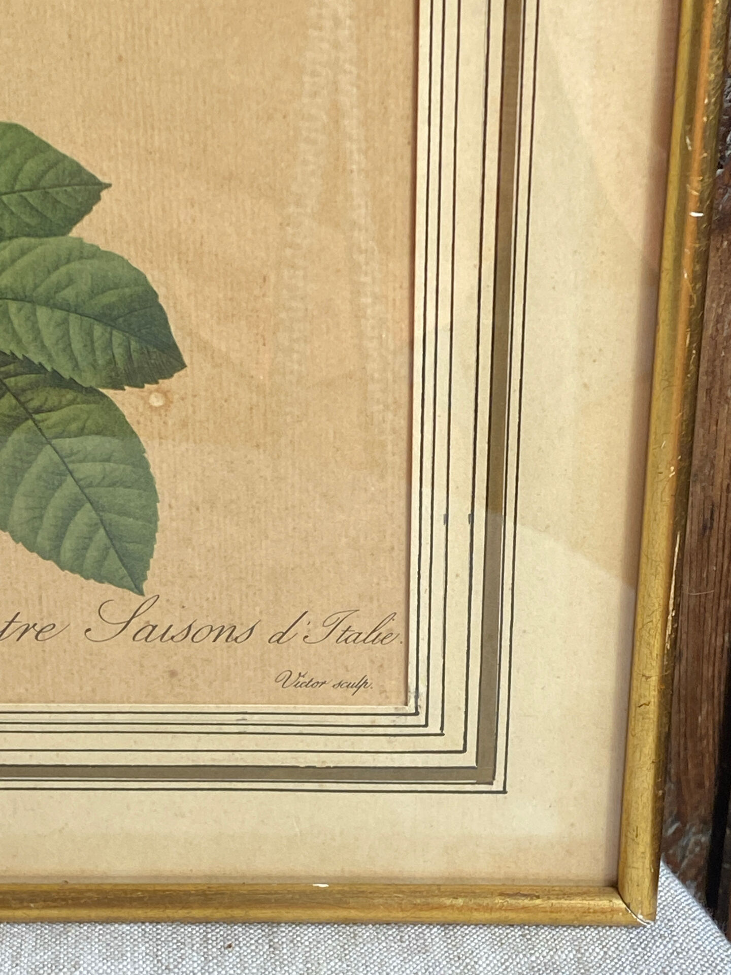 Botanical print, Rosa Damascena, by P-J Redouté