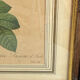 Botanical print, Rosa Damascena, by P-J Redouté