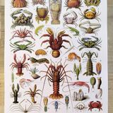 Poster on crustaceans, after a 1928 lithograph