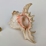 Shell Murex ramosus
