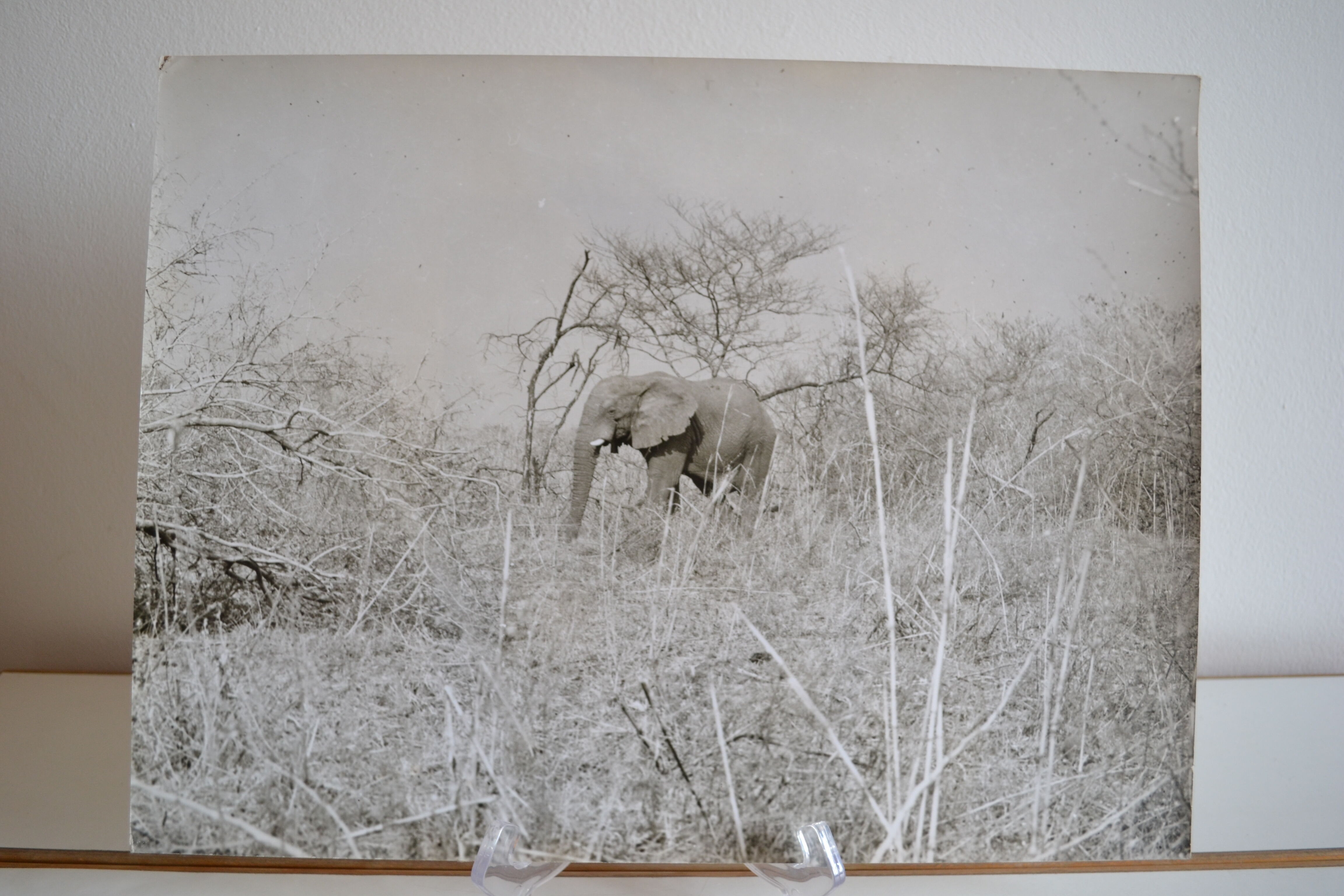 Anonymous silver photo elephant africa circa 1970