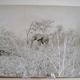 Anonymous silver photo elephant africa circa 1970
