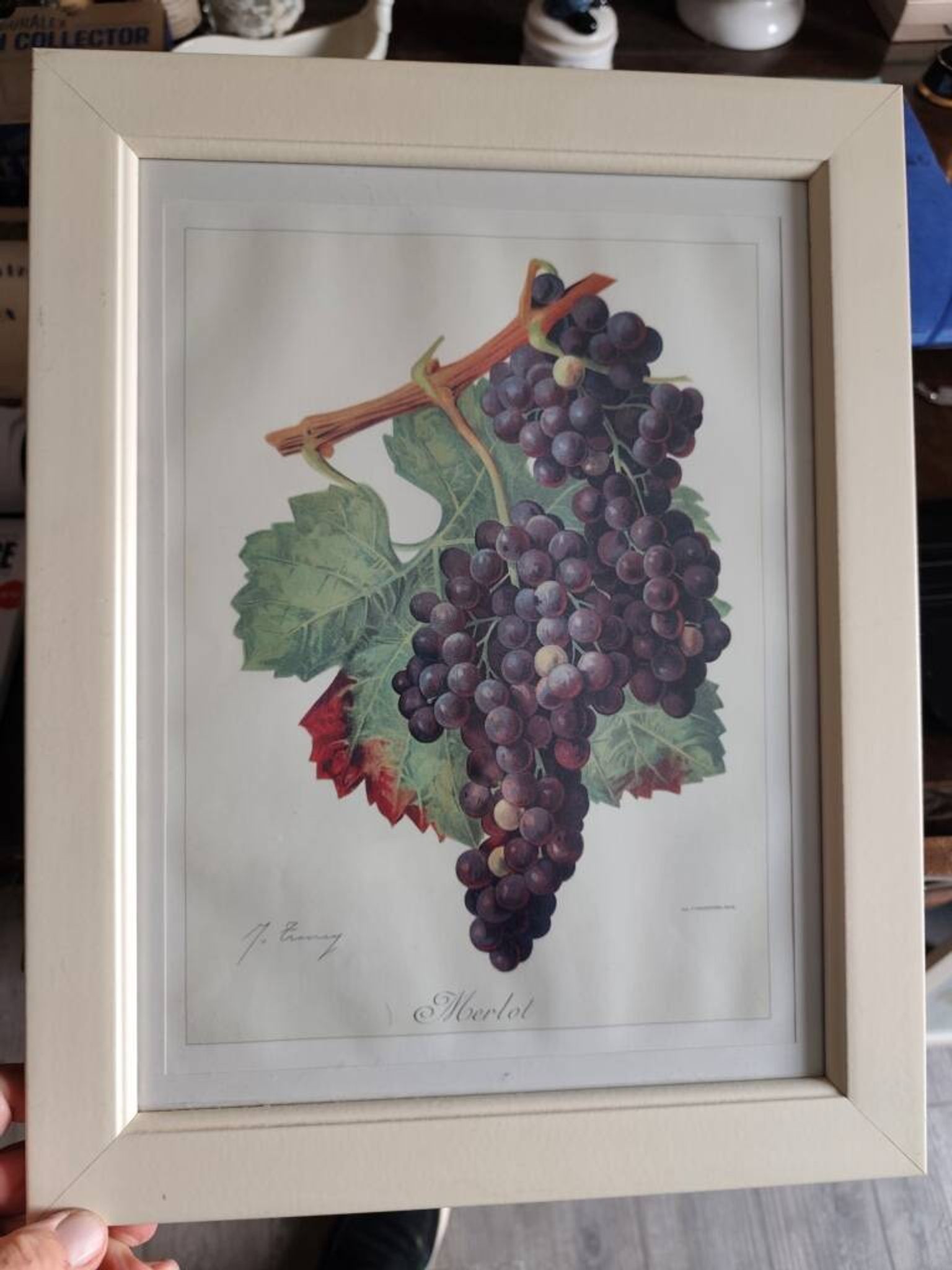 Framed reproduction lithograph of the ampelography treaty by Viala 1901.
