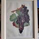 Framed reproduction lithograph of the ampelography treaty by Viala 1901.