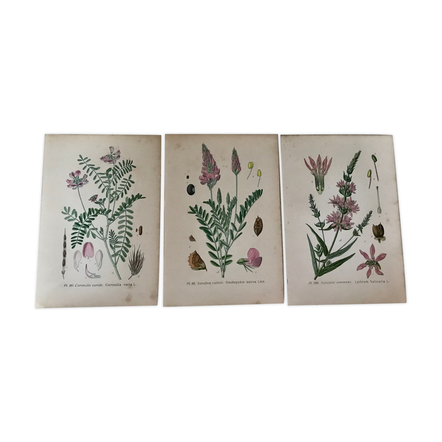 Planches botaniques de fleurs roses 1891