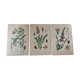 Planches botaniques de fleurs roses 1891
