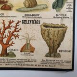 Board Émile Deyrolle