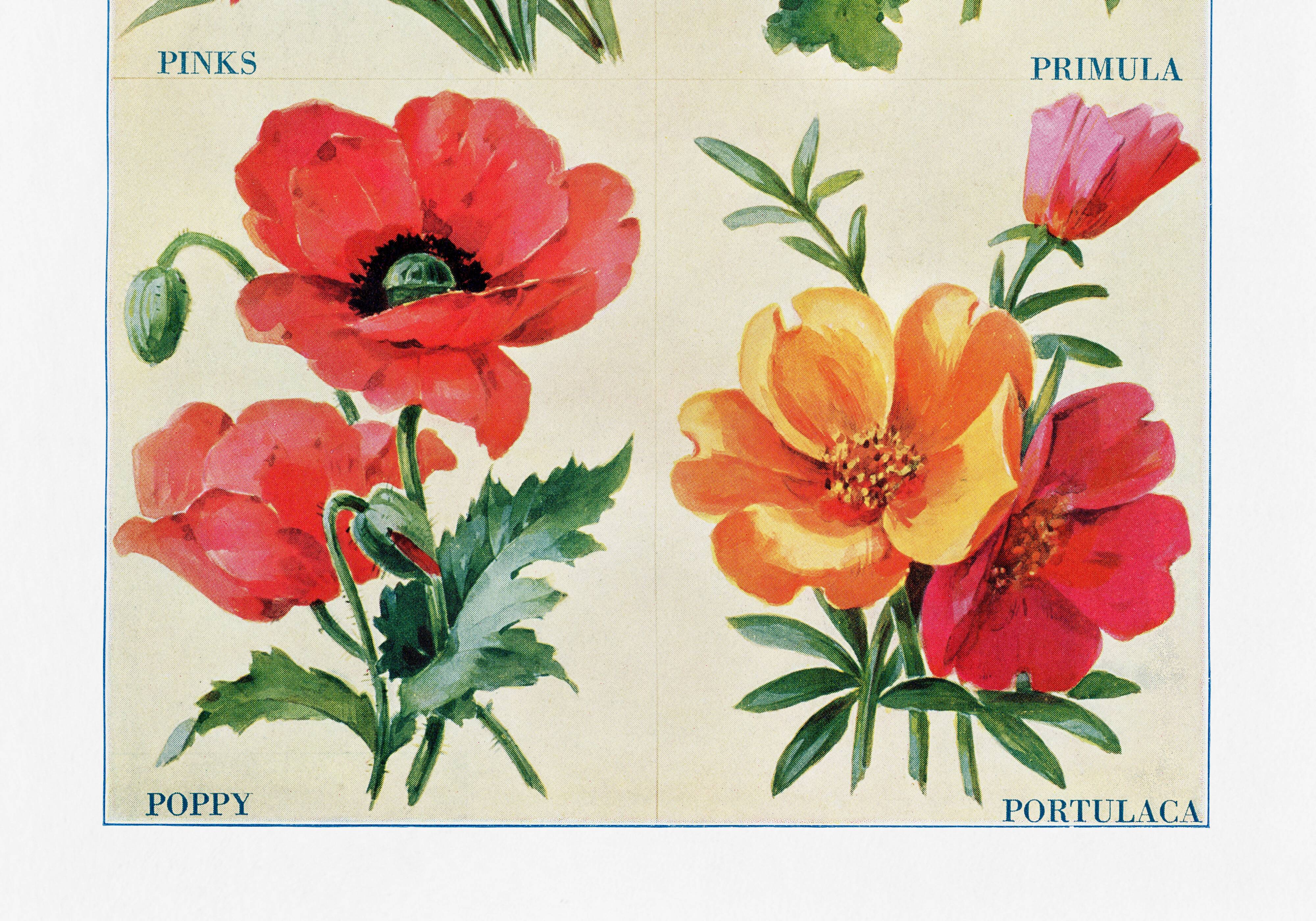 Poster featuring carnations, primroses, poppies, and purslane