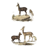 Ornithological Plate Buffon 1838 "Chamois, Musk & Gazelle"