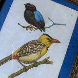 Ornithological frame “cage birds”.