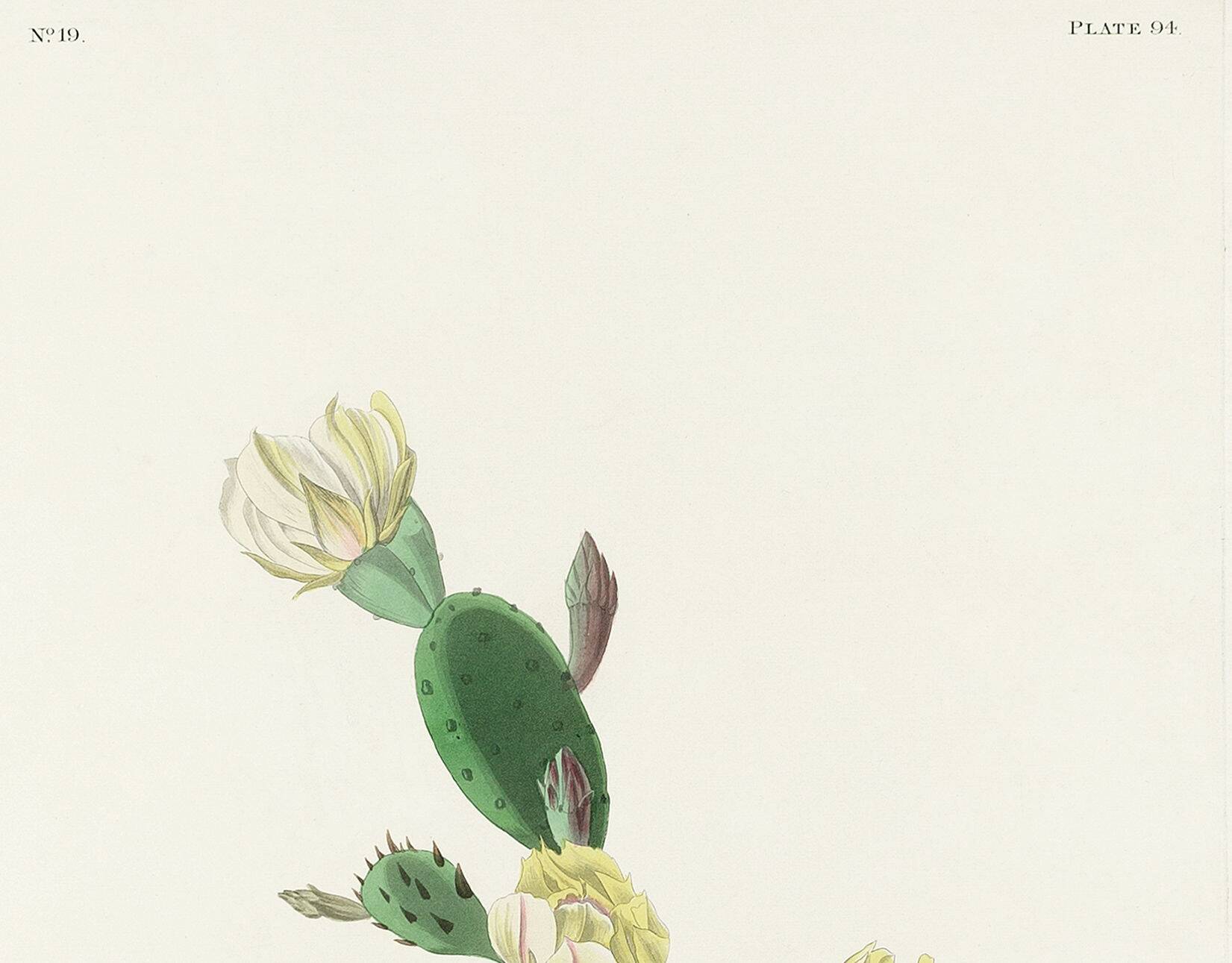 Poster of the White-throated Sparrow, after an old engraving from 1827