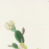 Poster of the White-throated Sparrow, after an old engraving from 1827