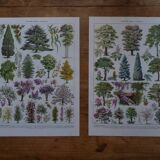 Original lithographs on gardens and ornamental trees
