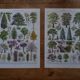 Original lithographs on gardens and ornamental trees