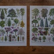Original lithographs on gardens and ornamental trees