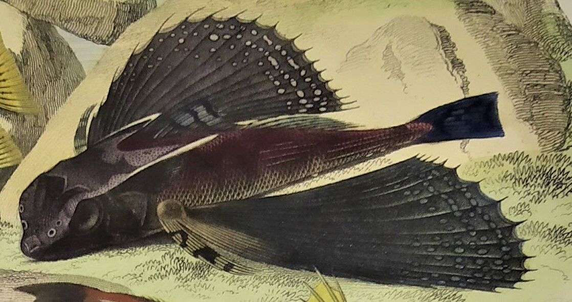 Original zoological plate of 1839 " the chetodon argus,...,...,...