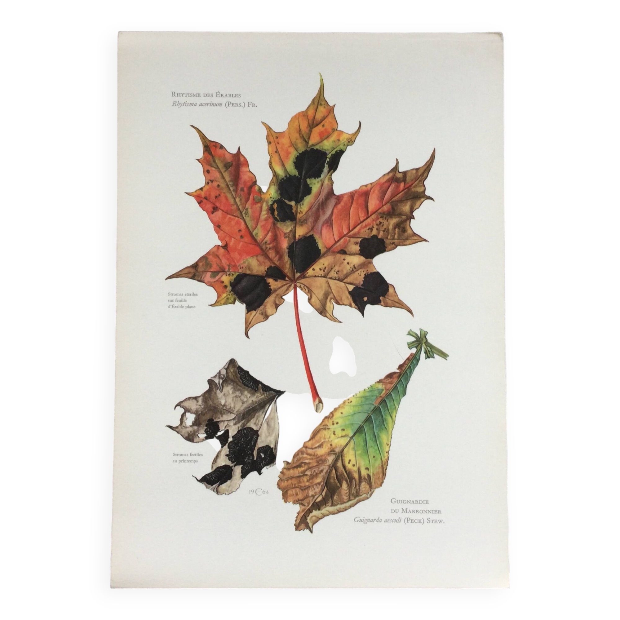 Botanical Illustration Mushrooms Rhythm Vintage Print 60s