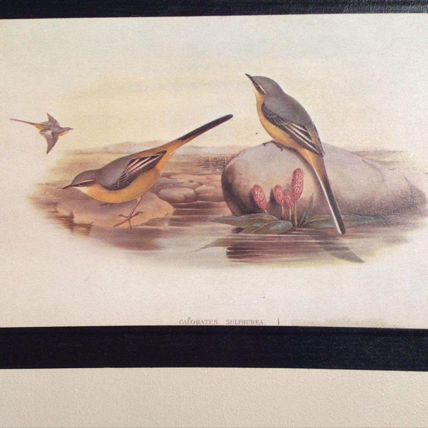 Ornithological plate 1880