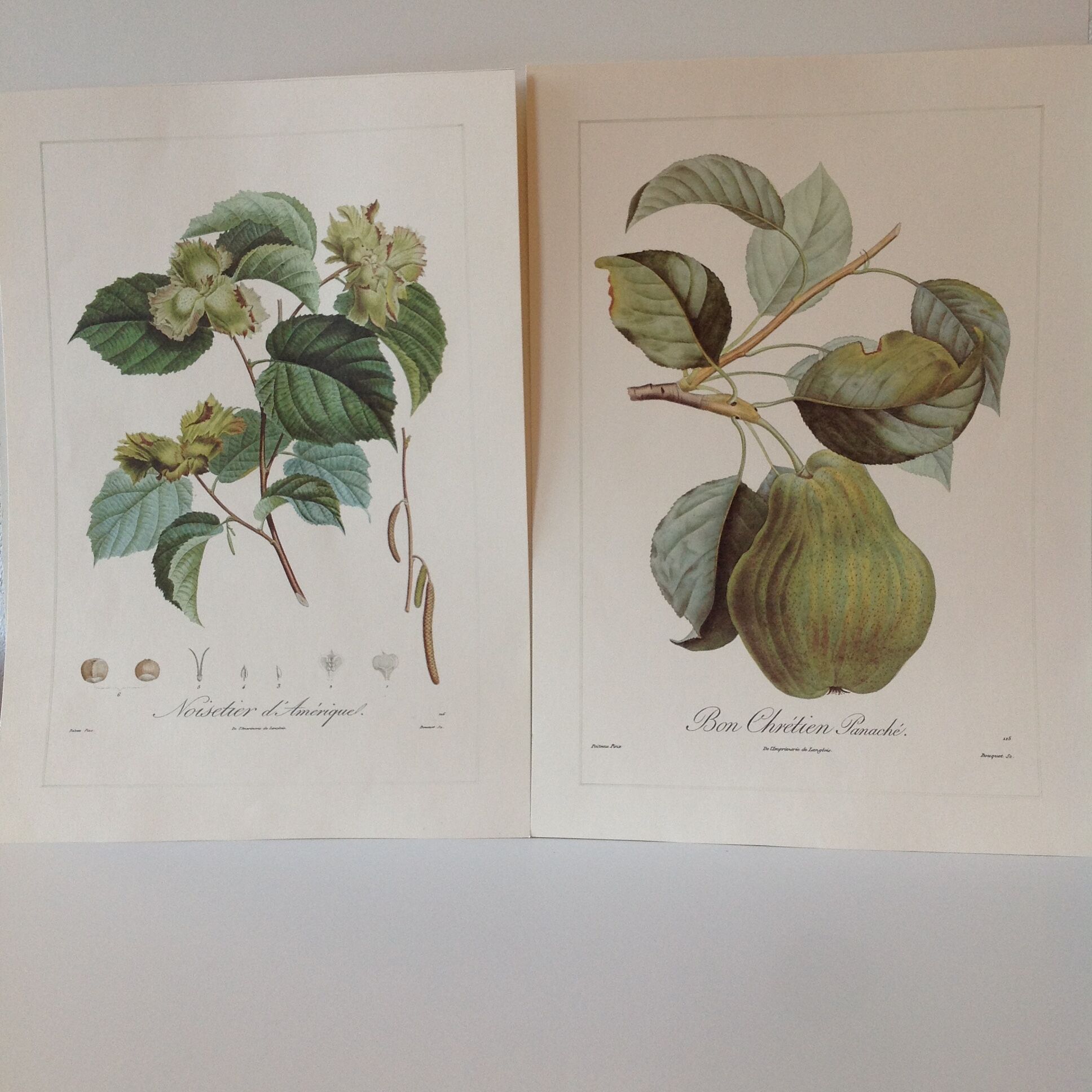 Botanic posters