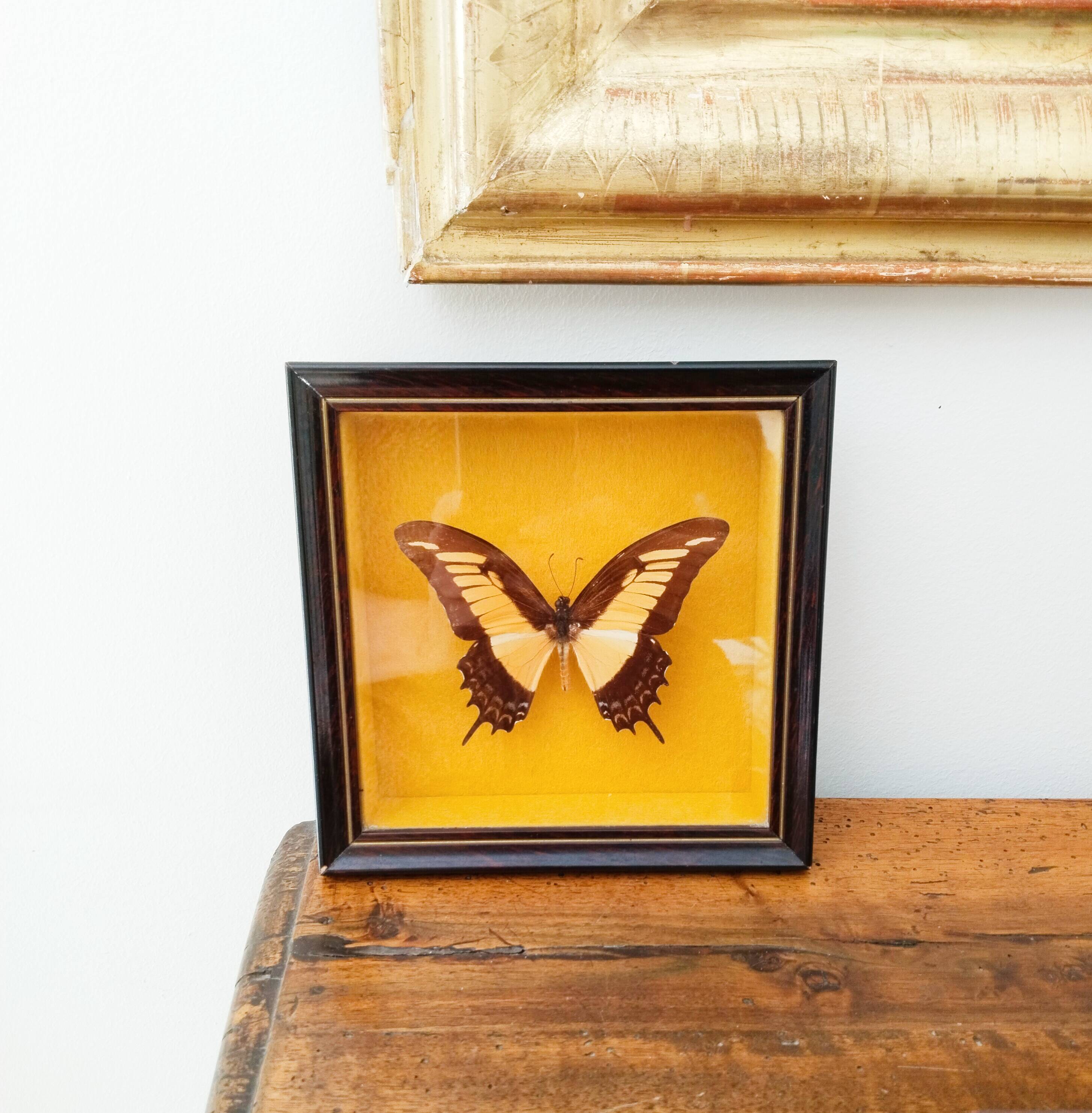 Butterfly stuffed under glass, And.Laodocus