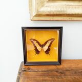 Butterfly stuffed under glass, And.Laodocus