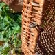 Panier ancien/ porte bouteilles