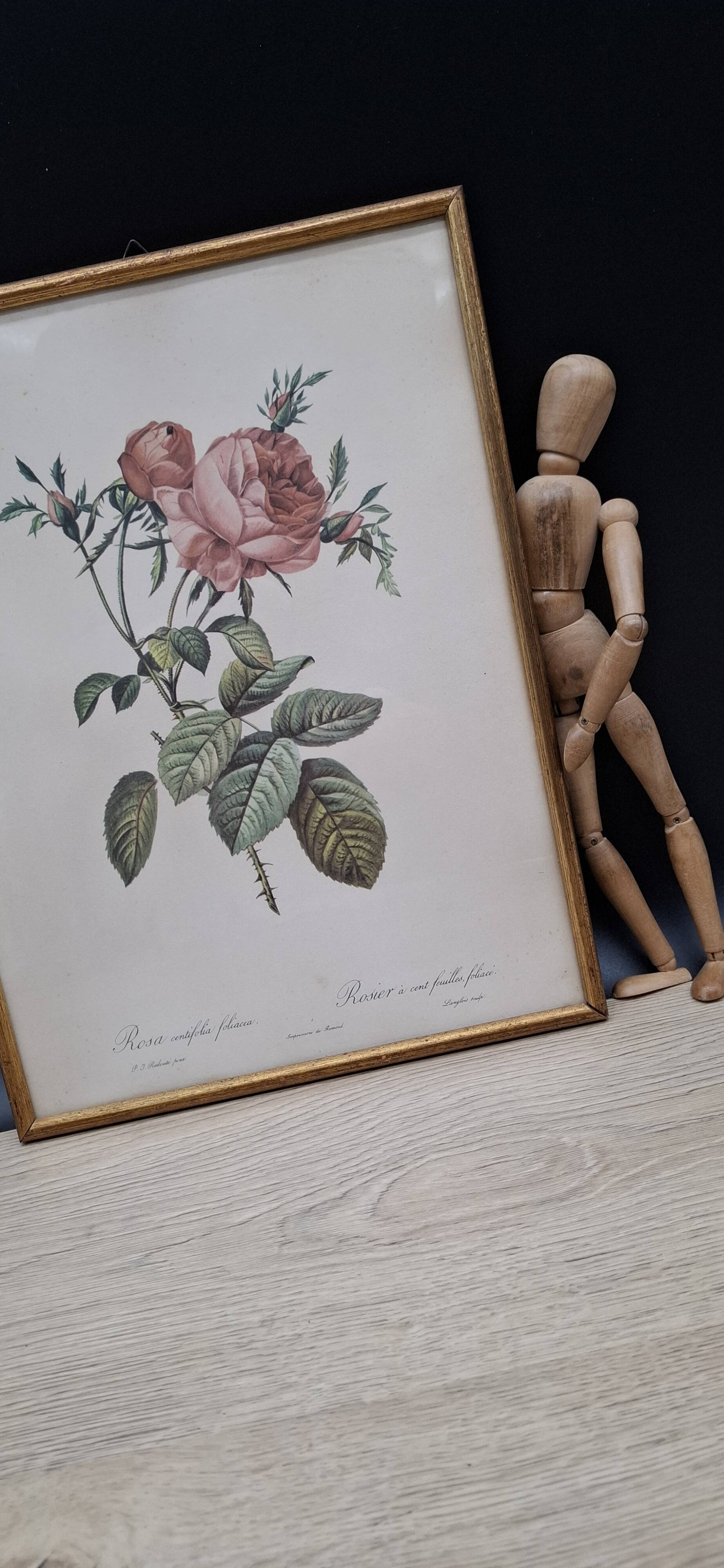 Botanical lithograph Hundred-leaf rose bush PJ Redouté