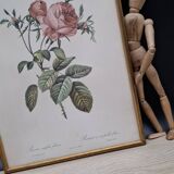 Botanical lithograph Hundred-leaf rose bush PJ Redouté