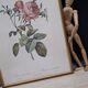 Lithographie botanique Rosier cent feuilles foliacé PJ Redouté