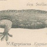 Antique reptile print showing various chameleon, Egyptian Stellion, Skink Lizard, 1837 Pl4