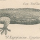 Antique reptile print showing various chameleon, Egyptian Stellion, Skink Lizard, 1837 Pl4