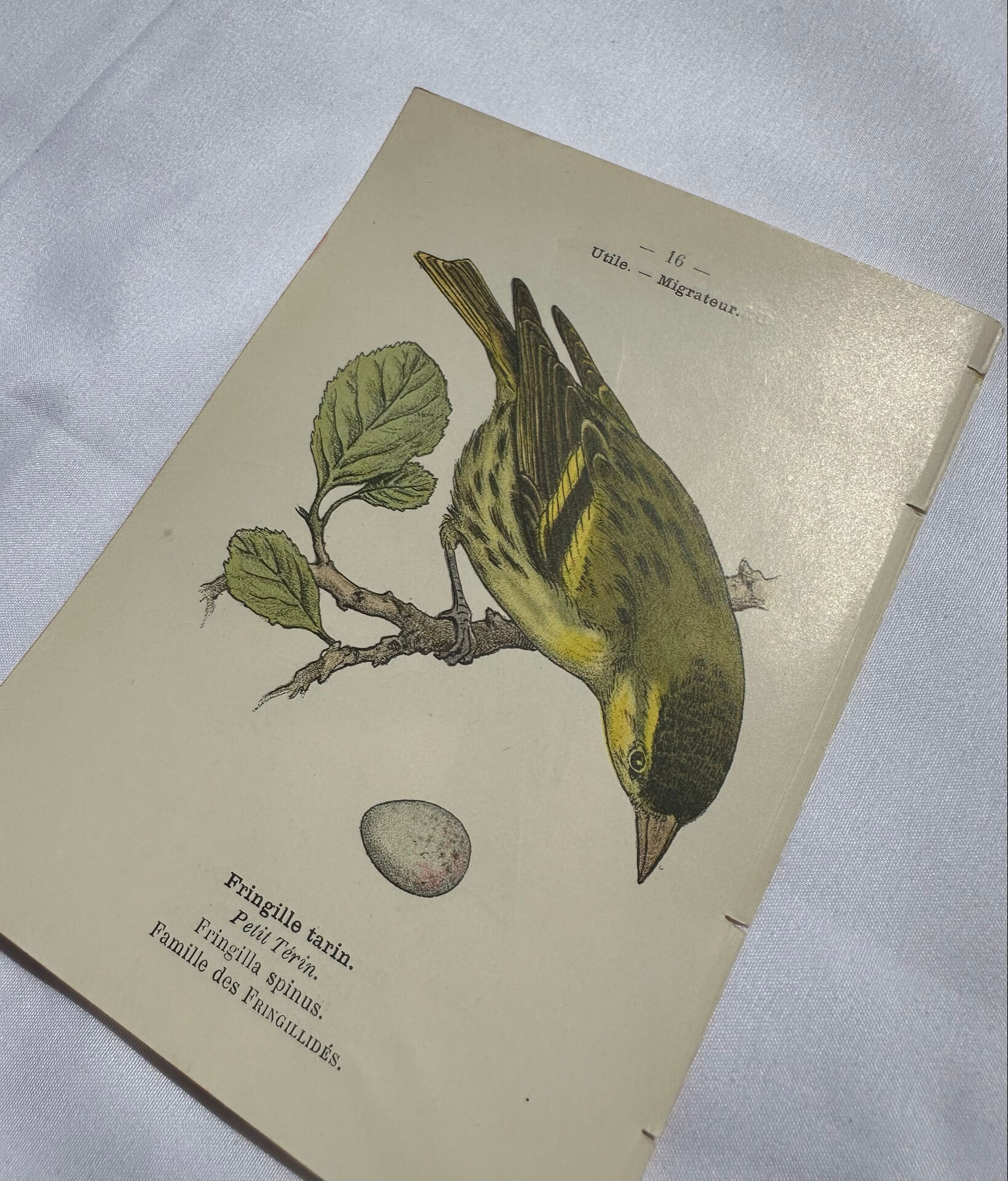 Botanical Plate Engraving of Birds, Naturalist, 19th Century, Double-sided A