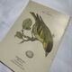 Botanical Plate Engraving of Birds, Naturalist, 19th Century, Double-sided A