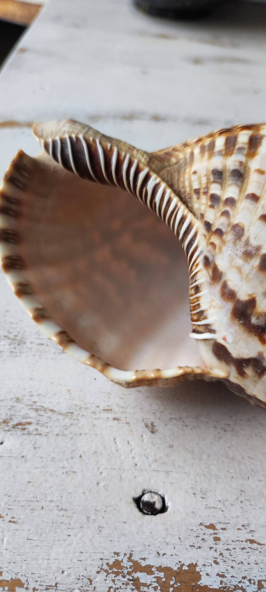 Shell decoration