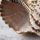 Shell decoration