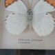 Butterfly frame