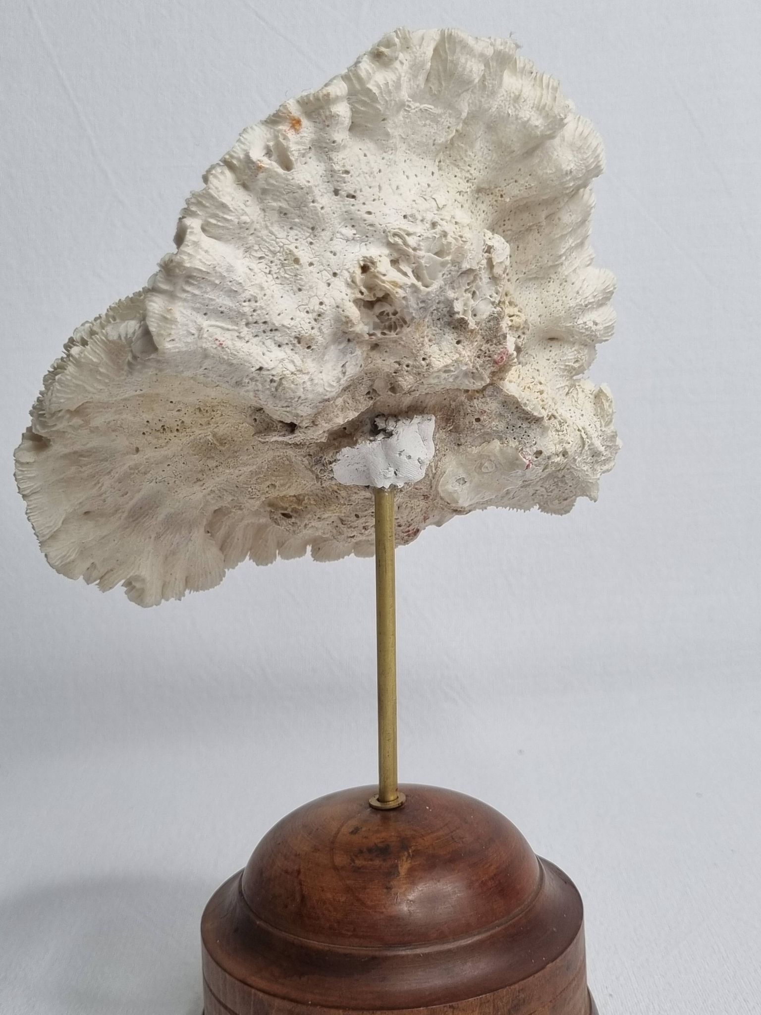 Antique Neptune coral on turned wooden base, 21 cm