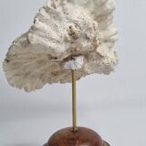Antique Neptune coral on turned wooden base, 21 cm