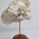 Antique Neptune coral on turned wooden base, 21 cm