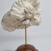 Antique Neptune coral on turned wooden base, 21 cm