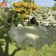 Vintage pleated glass lace lampshade ceiling light