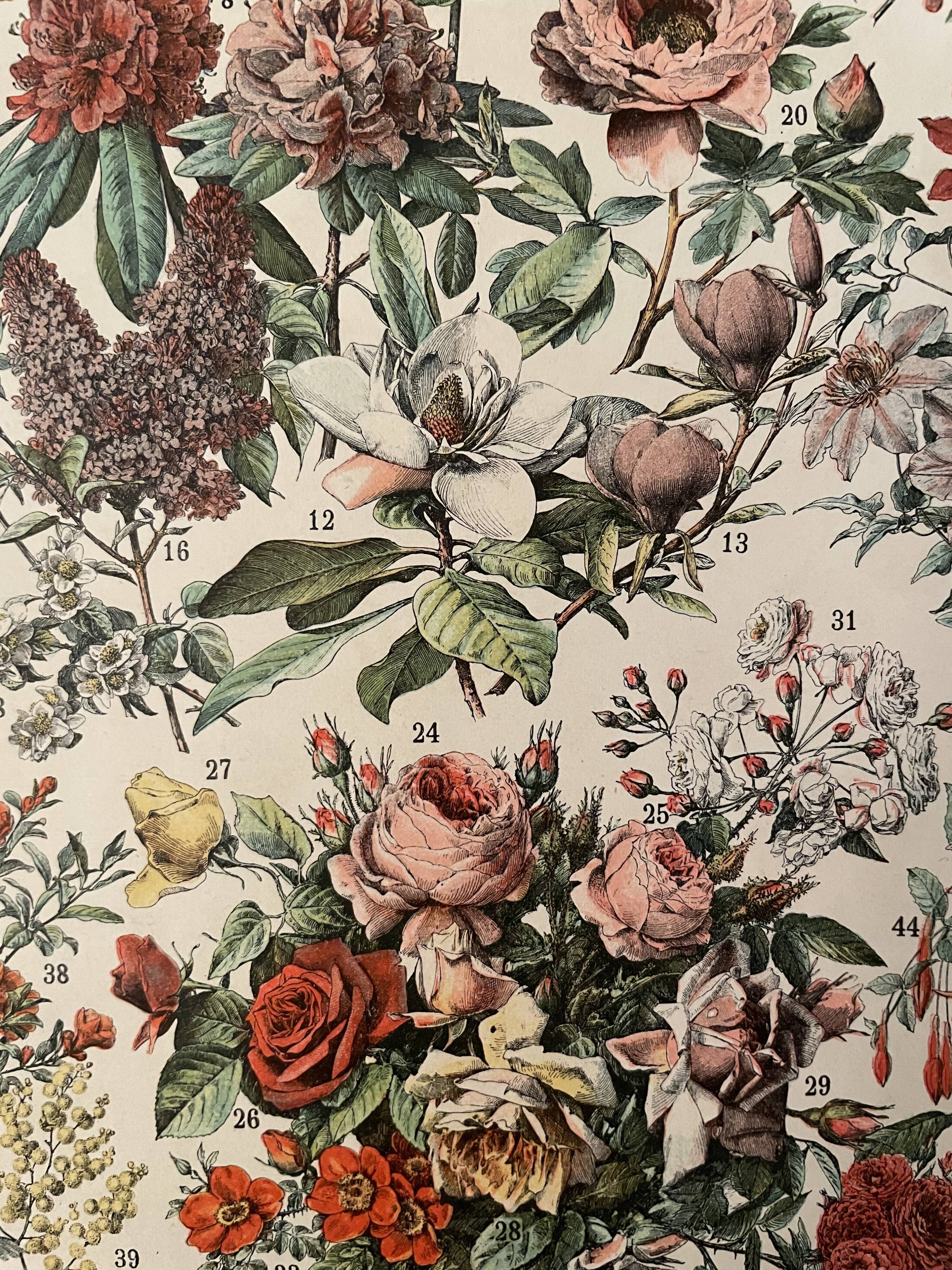 Lithograph engraving flowers of 1897