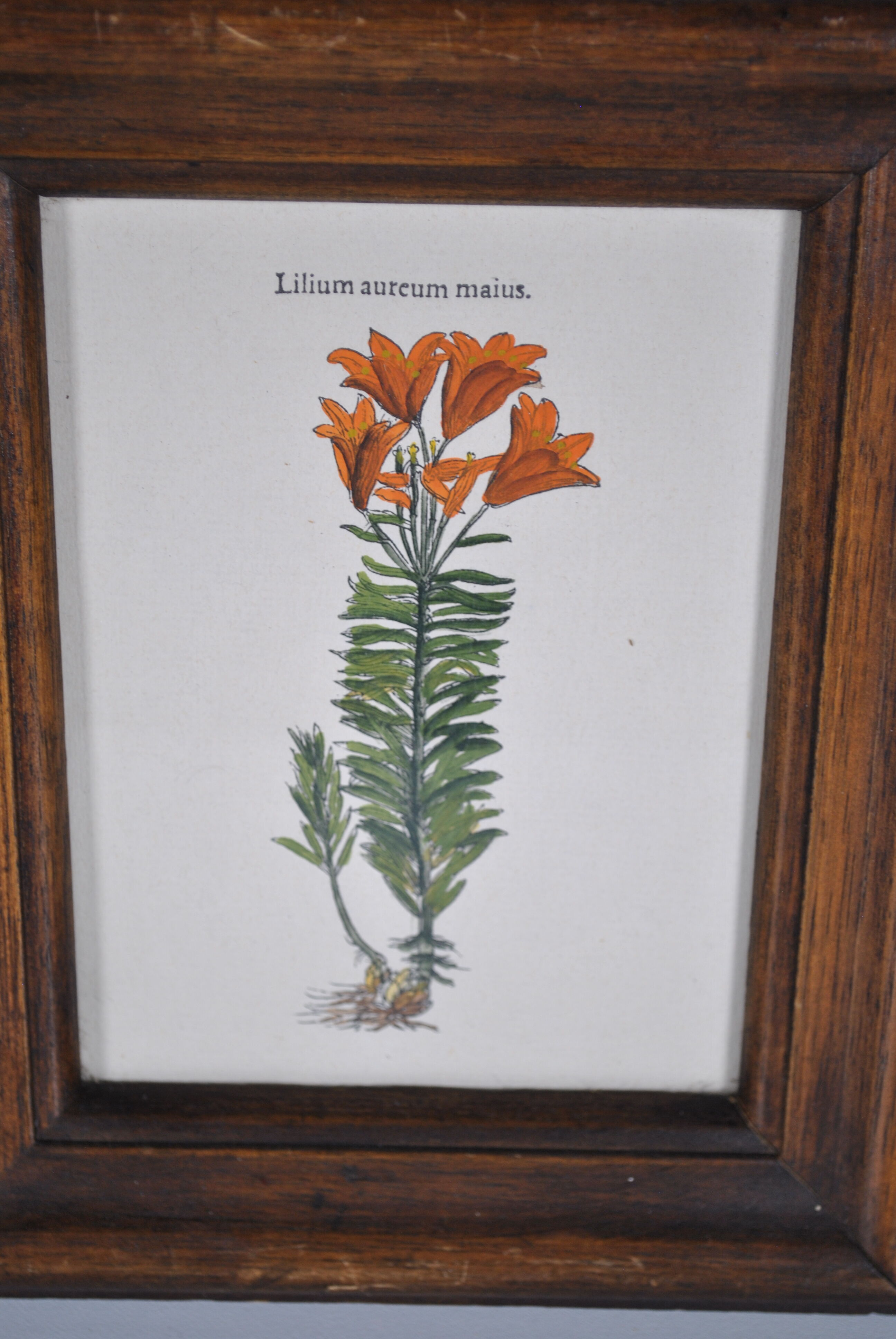 Botanical illustration tables 1960