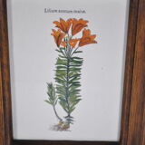 Botanical illustration tables 1960