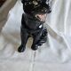 Statue of a roaring panther/leopard sitting in black glazed ceramic.